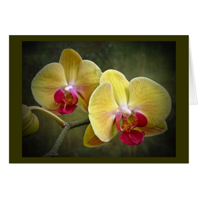 Gula malOrchids - Phalaenopsis Hälsningskort (Framsidan Horizontal)