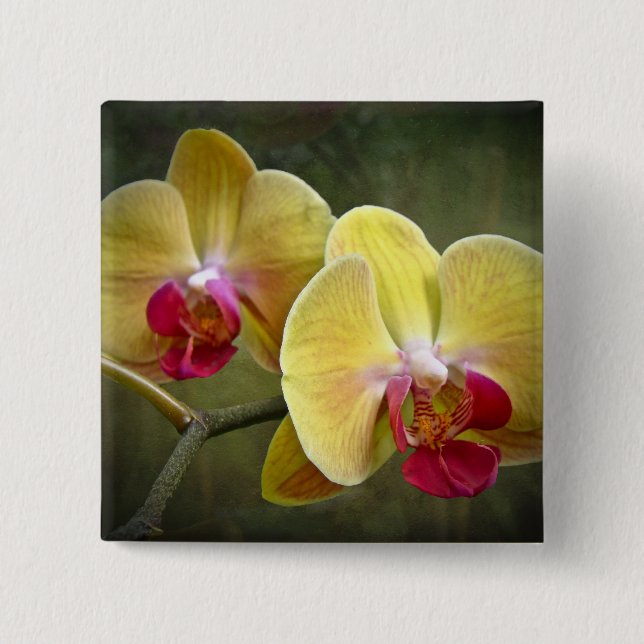 Gula malOrchids - Phalaenopsis Knapp (Framsida)