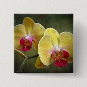 Gula malOrchids - Phalaenopsis Knapp