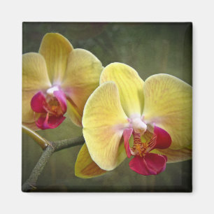 Gula malOrchids - Phalaenopsis Magnet