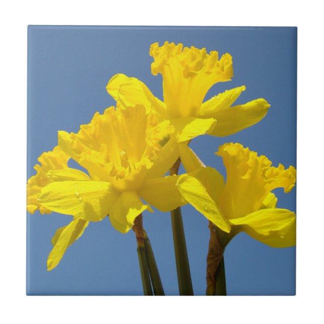 Gula Narcissblommor Kakelkonst Narcisser Kakelplatta (Framsidan)