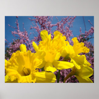 Gula Narcissblommor konsttryck Natur Blommig Poster