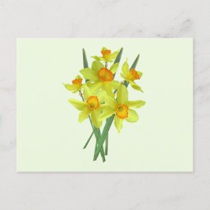 Gula Narcissblommor Vykort