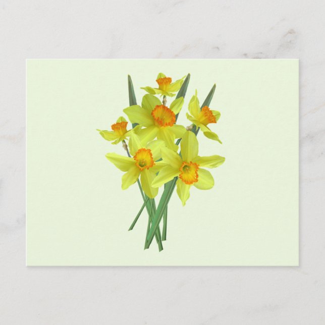 Gula Narcissblommor Vykort (Framsida)