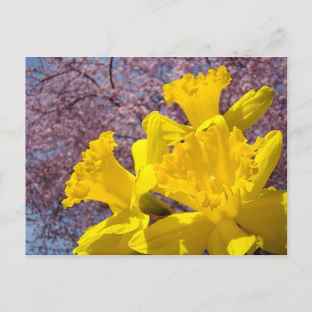 Gula Narcissblommor vykort Träd Blommar (Framsida)