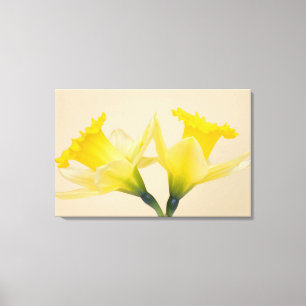 Gula narcisser canvastryck