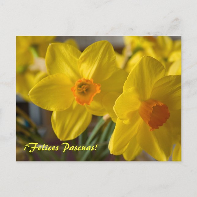 Gula narcisser ¡Felices Pascuas!  vykort (Framsida)