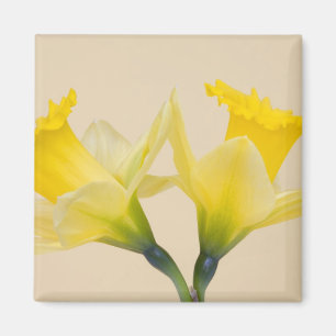 Gula narcisser magnet