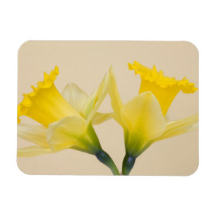 Gula narcisser magnet