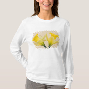 Gula narcisser tröja