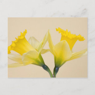 Gula narcisser vykort