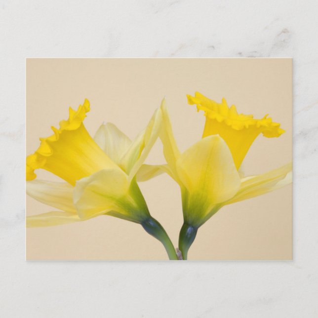 Gula narcisser vykort (Framsida)