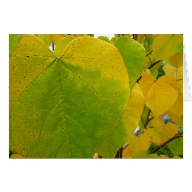 Gula och gröna Cercis blad Hälsningskort (Framsidan Horizontal)