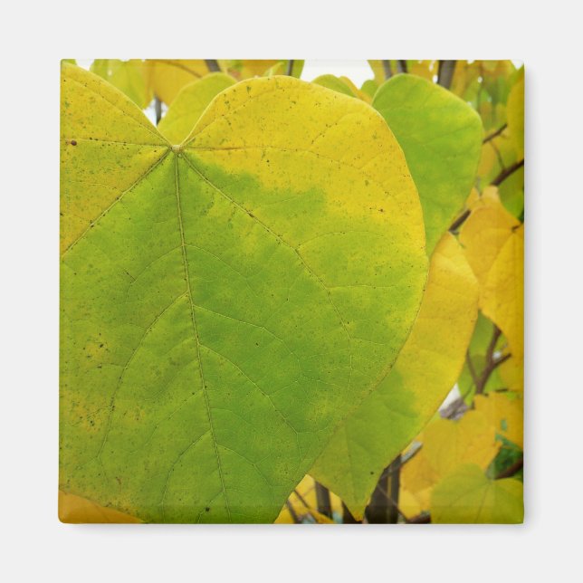 Gula och gröna Cercis blad Magnet (Framsidan)