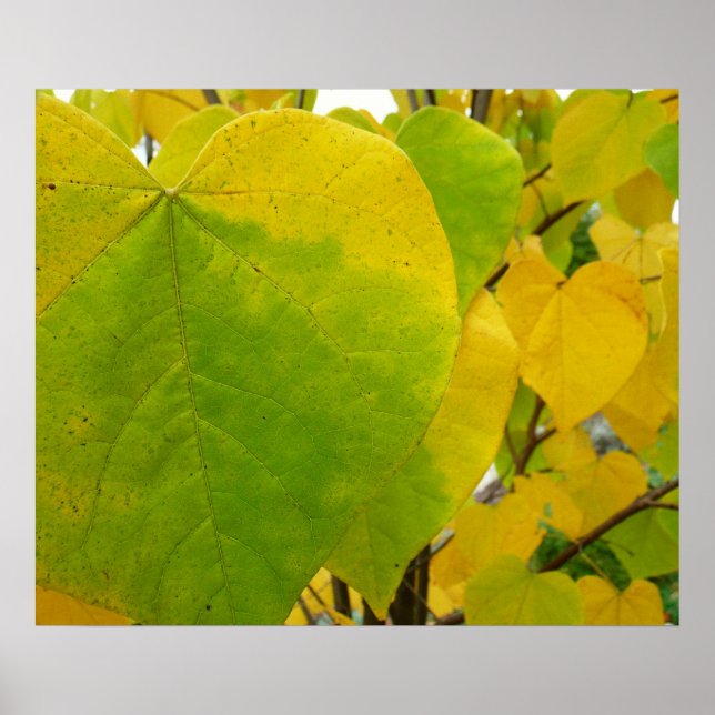 Gula och gröna Cercis blad Poster (Framsidan)