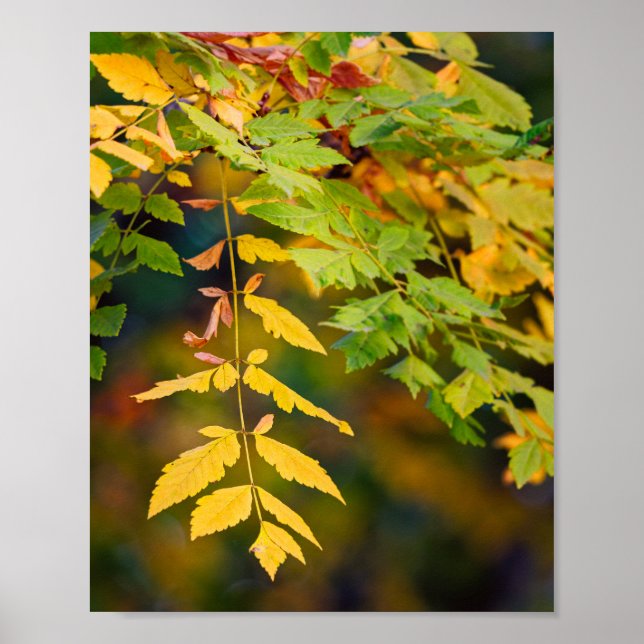 Gula och gröna höstlövar på en gren poster (Framsidan)