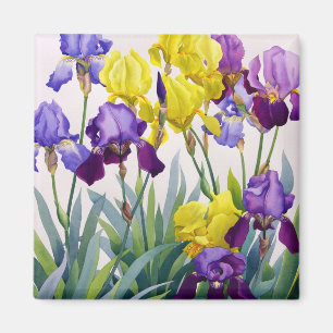 Gula och purpurfärgade Irises Magnet