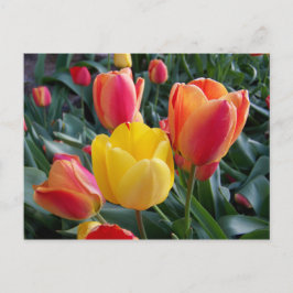 Gula och röda tulpaner blomfoto vykort