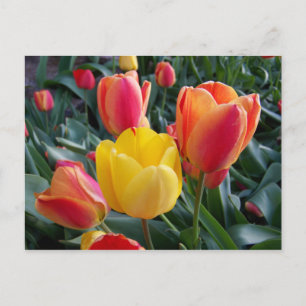 Gula och röda tulpaner blomfoto vykort