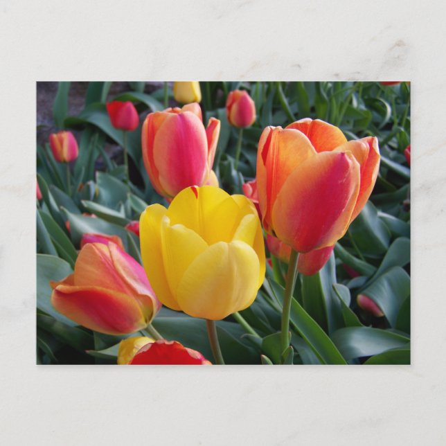 Gula och röda tulpaner blomfoto vykort (Framsida)