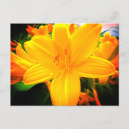 Gula Orange Daglilje Blommor Solig Trädgård Vykort