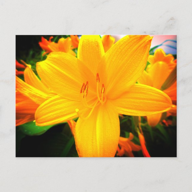 Gula Orange Daglilje Blommor Solig Trädgård Vykort (Framsida)