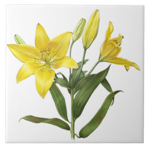 Gula Oriental Lilja Blommor Botanisk Konst Kakelplatta