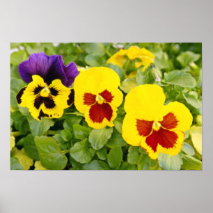 gula Pansiesblommor Poster