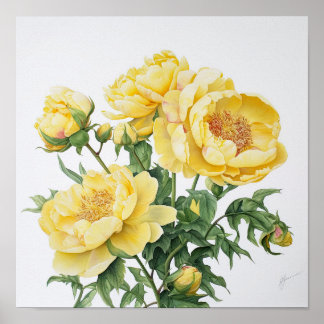 Gula pioner Blommig konsttryck Poster