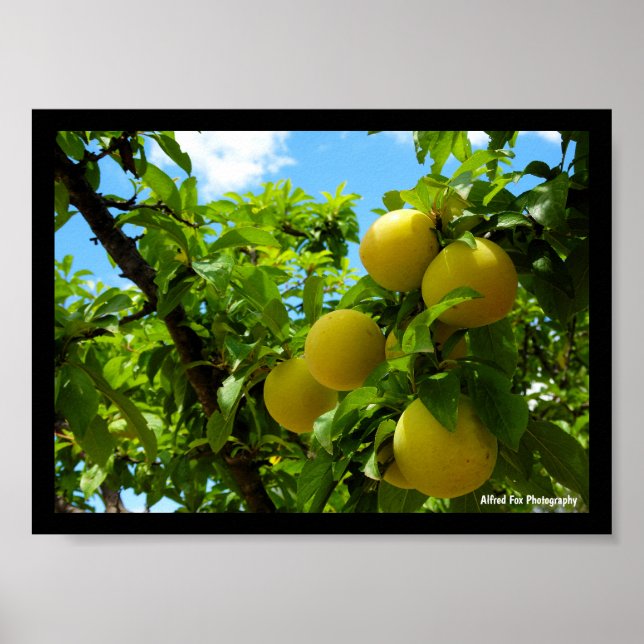 Gula Plommon Blå Himmel Poster (Framsidan)