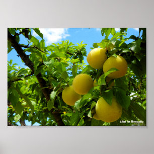 Gula Plommon Blå Himmel Poster