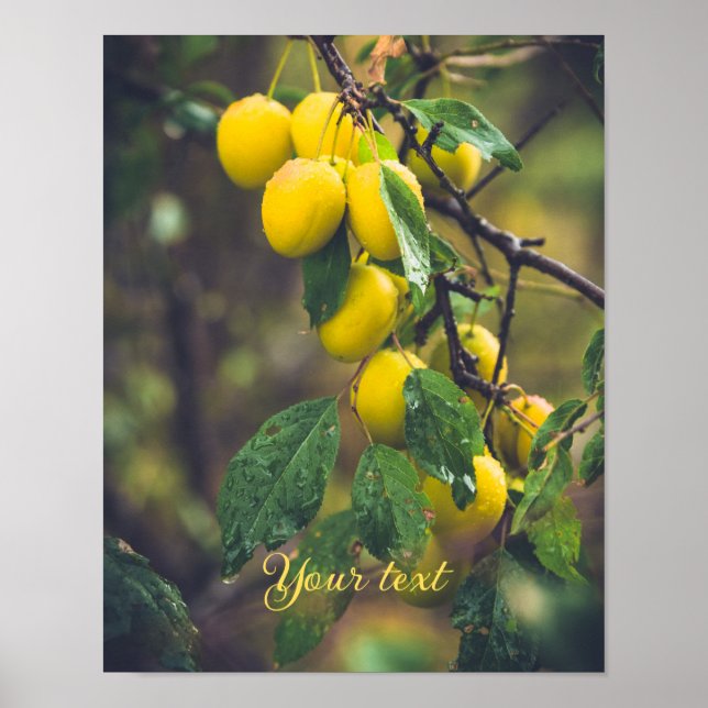 Gula plommon efter regn poster (Framsidan)