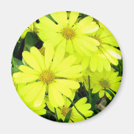 Gula prästkragar magnet