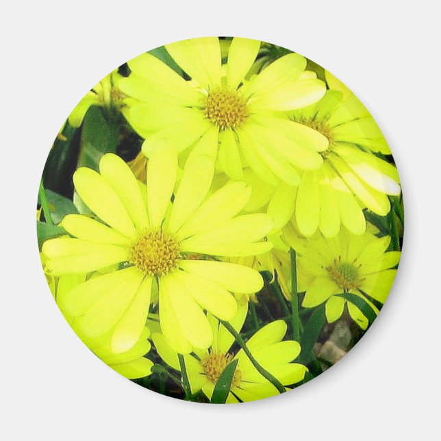 Gula prästkragar magnet (Framsidan)