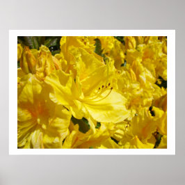 Gula Rhodies Blommor konsttryck Rhododendrons Poster