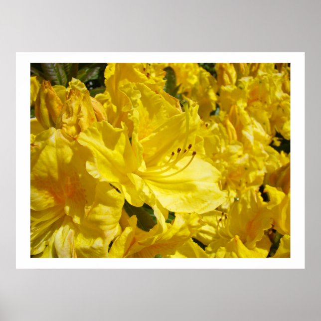Gula Rhodies Blommor konsttryck Rhododendrons Poster (Framsidan)