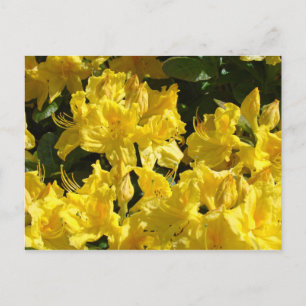 Gula Rhododendron Blommor vykort