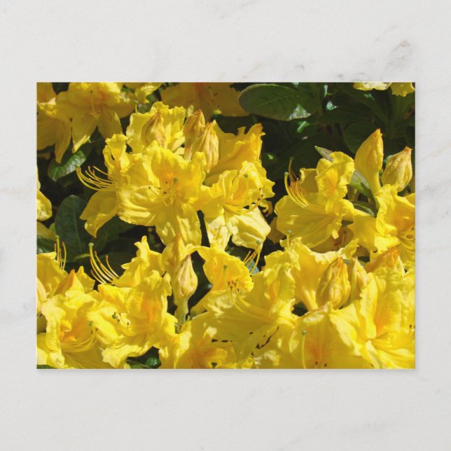 Gula Rhododendron Blommor vykort (Framsida)