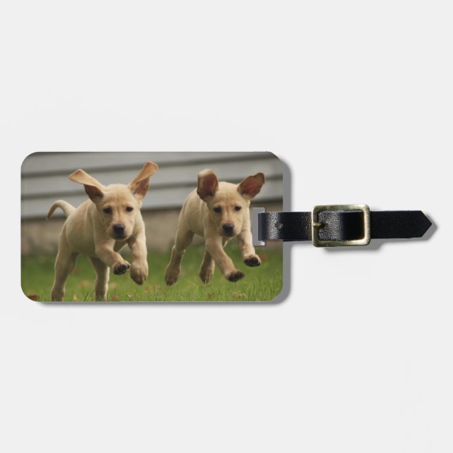 Gula rinnande Labrador valpar Bagagebricka (Horisontell Framsida)