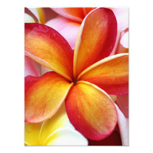 Gula röda PlumeriaFrangipaniHawaii blommor Fototryck