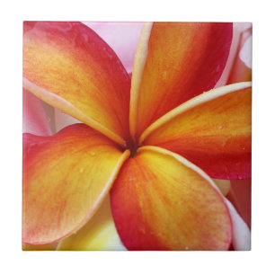 Gula röda PlumeriaFrangipaniHawaii blommor Kakelplatta