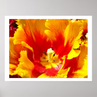 Gula Röda Tulpan Blomma Blommig Finkonsttryck Poster