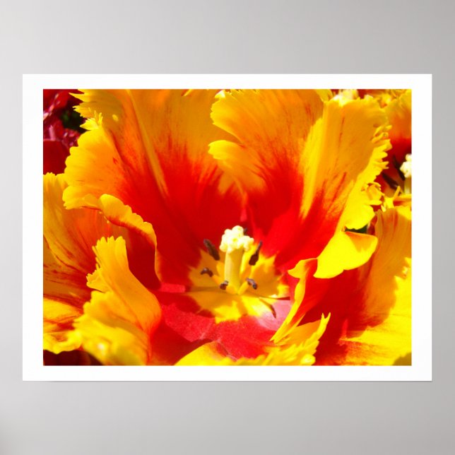 Gula Röda Tulpan Blomma Blommig Finkonsttryck Poster (Framsidan)