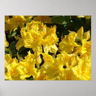 Gula Rododendron Blomster Trädgård Konsttryck Poster