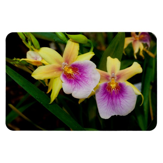 Gula Rosa Lila Miltonia Solnedgång Orkidéer Magnet (Horisontell)