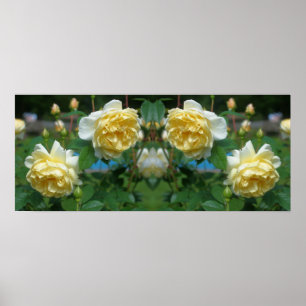 Gula rosblommor spegel abstrakt poster