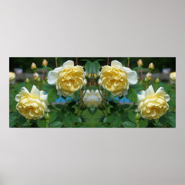Gula rosblommor spegel abstrakt poster (Framsidan)