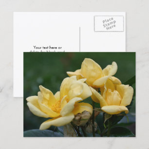 Gula rosbuds blommofotografering  vykort