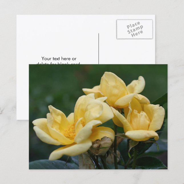 Gula rosbuds blommofotografering  vykort (Fram/baksida)