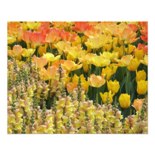 Gula Snapdragons och tulpan 20" x 16" tryck